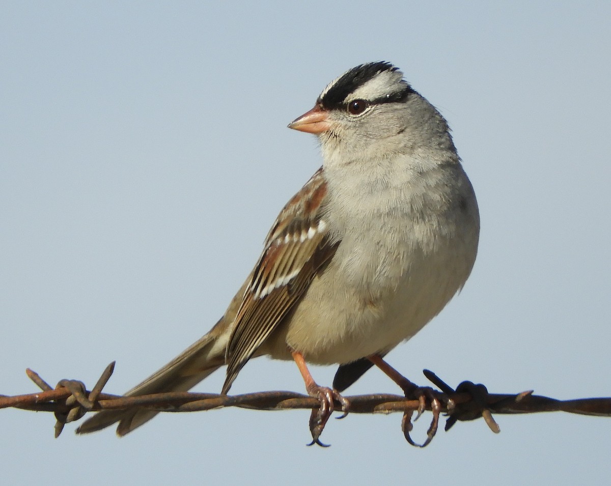 White-crowned Sparrow - Joe Neal