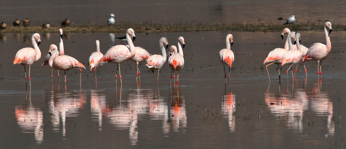 Chilean Flamingo - ML61371531
