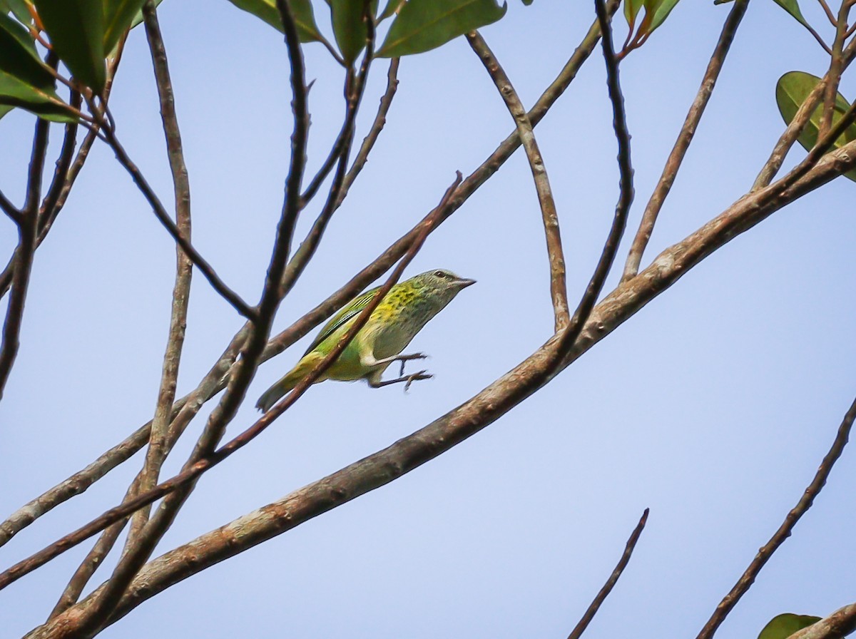 Spotted Tanager - ML613715468