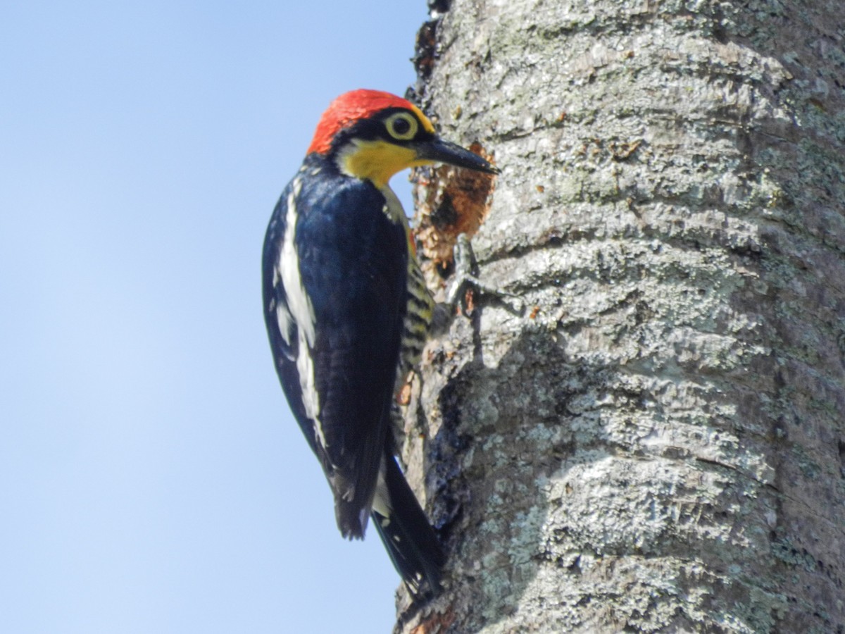 Yellow-fronted Woodpecker - ML613715863