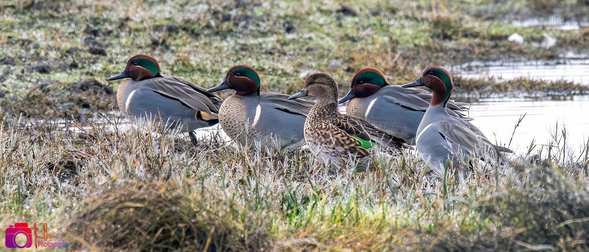 Green-winged Teal - ML613715888