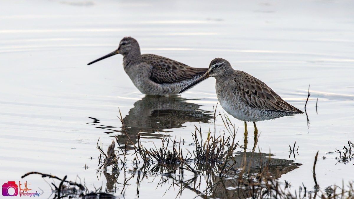 Long-billed Dowitcher - ML613715894