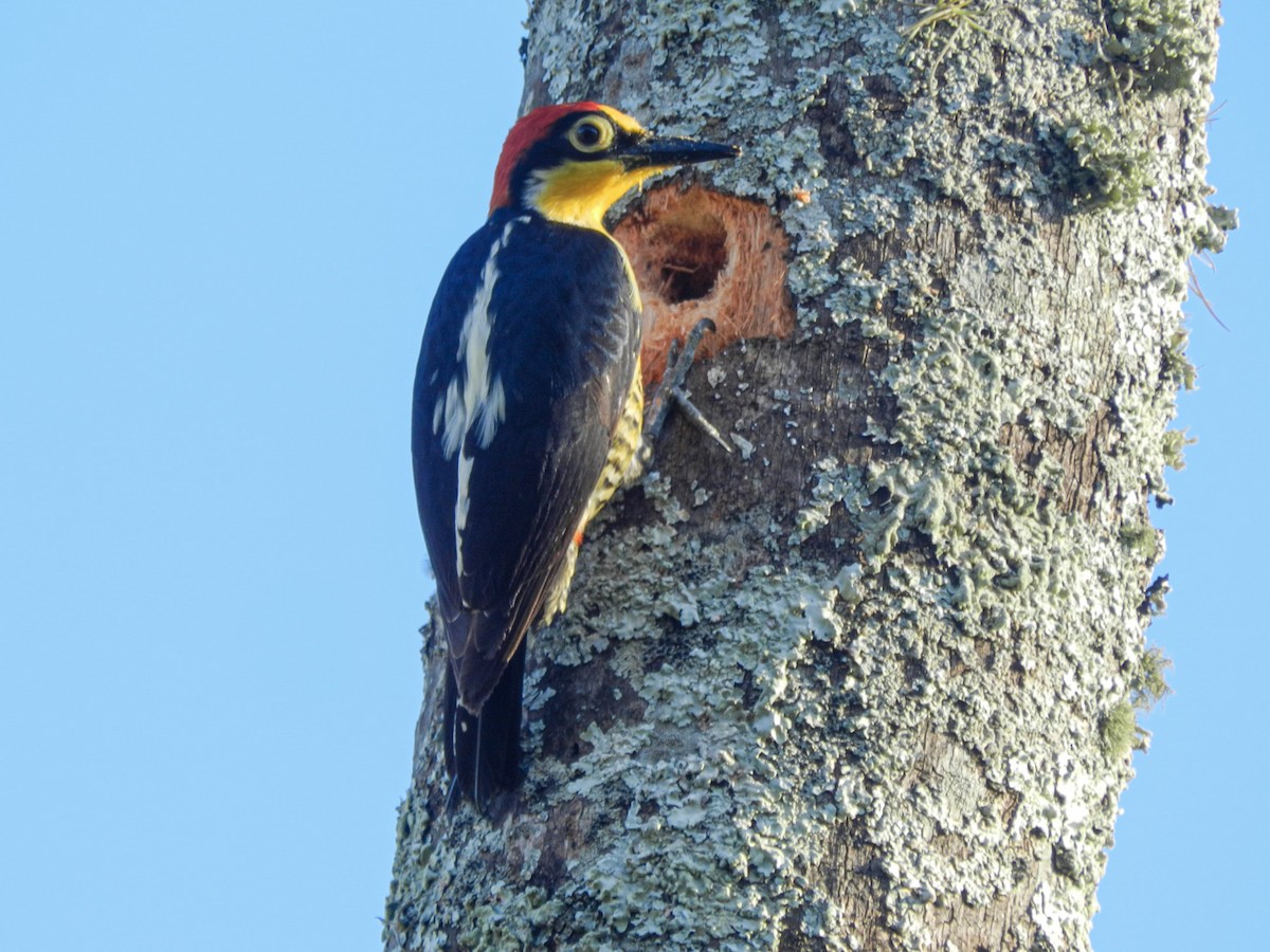 Yellow-fronted Woodpecker - Felipe Aoyagui