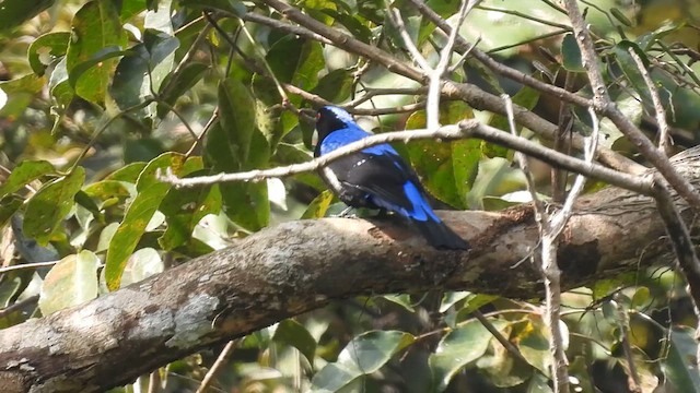 Asian Fairy-bluebird - ML613715909