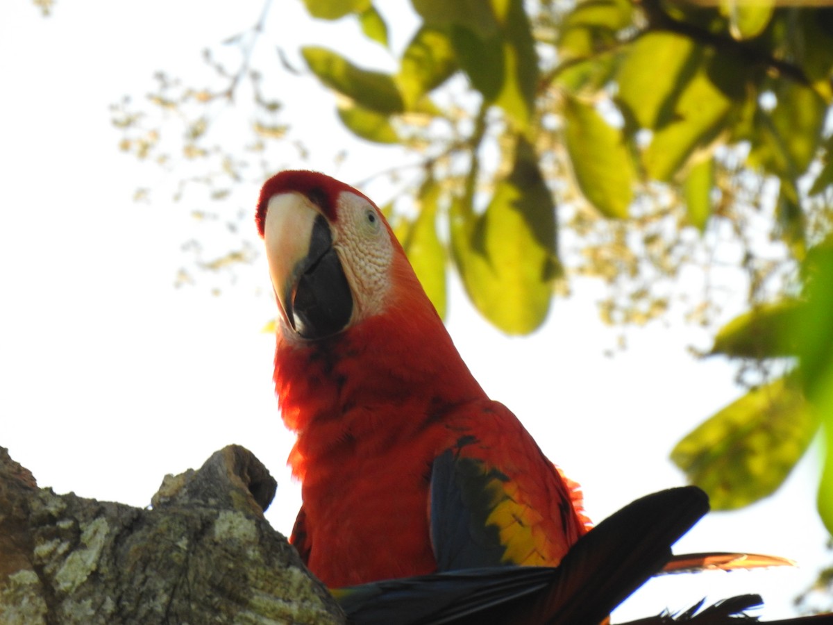 Scarlet Macaw - ML613715971