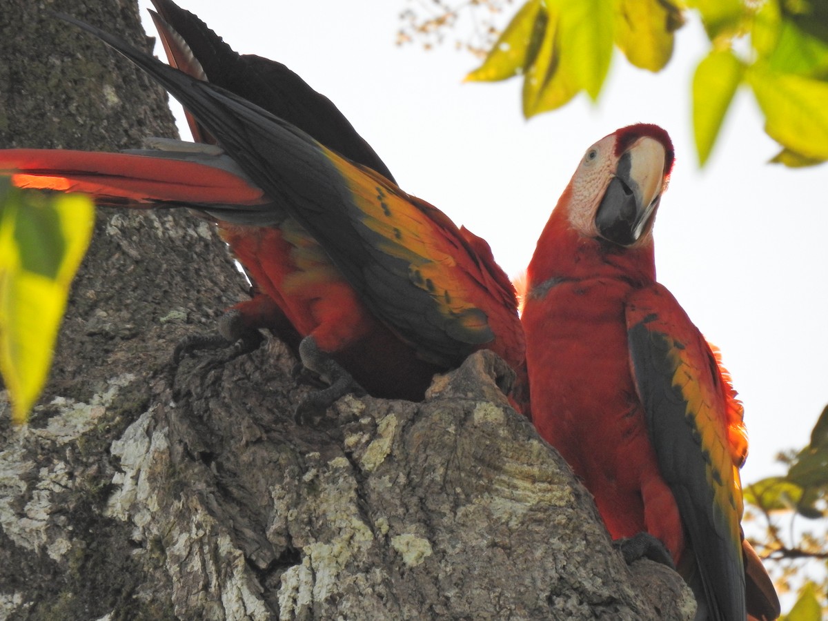 Scarlet Macaw - ML613715972