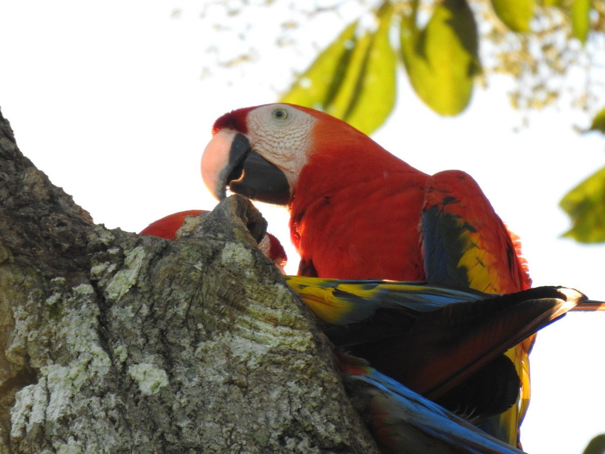 Scarlet Macaw - Justin Harris
