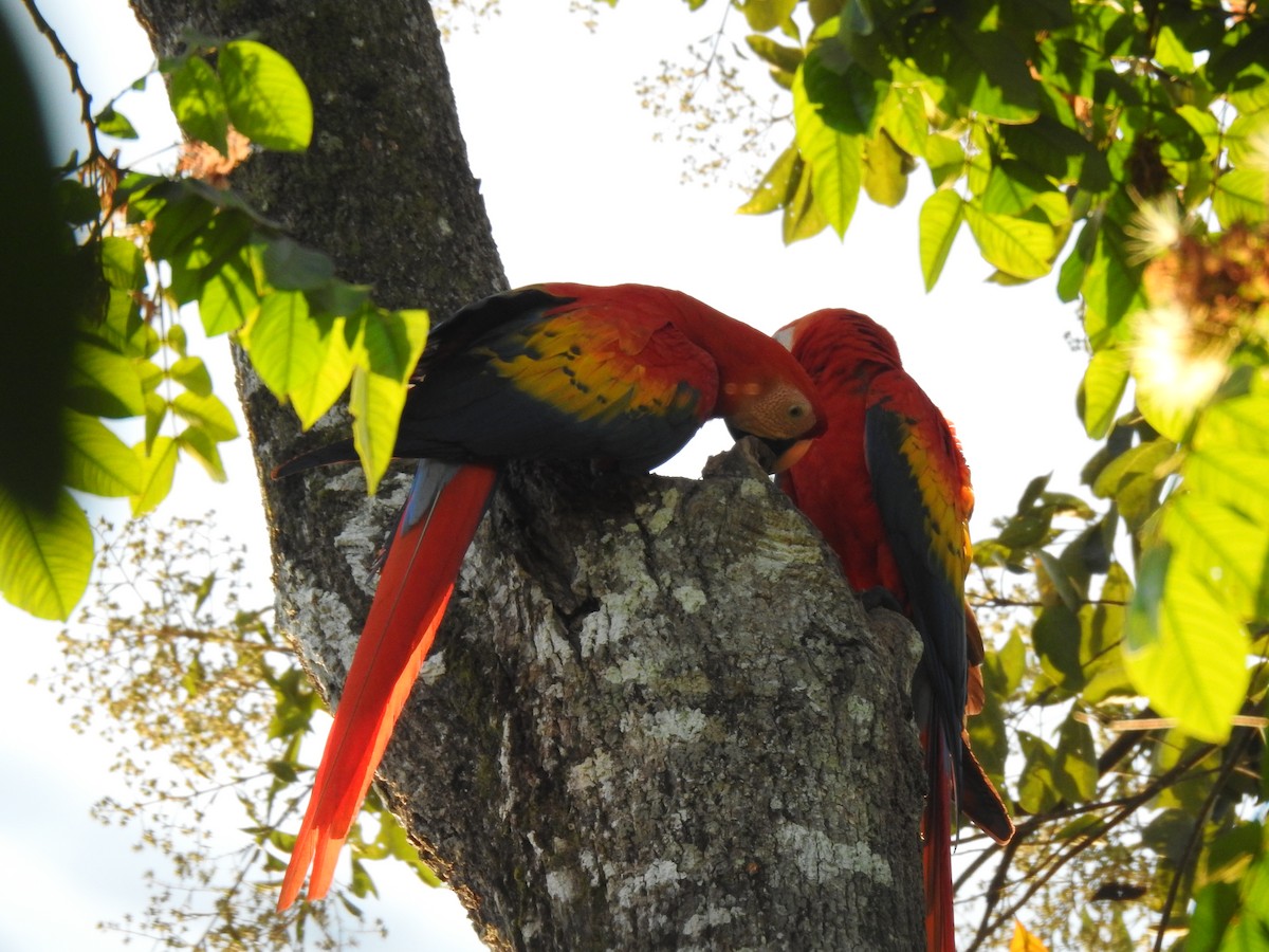 Scarlet Macaw - ML613715974
