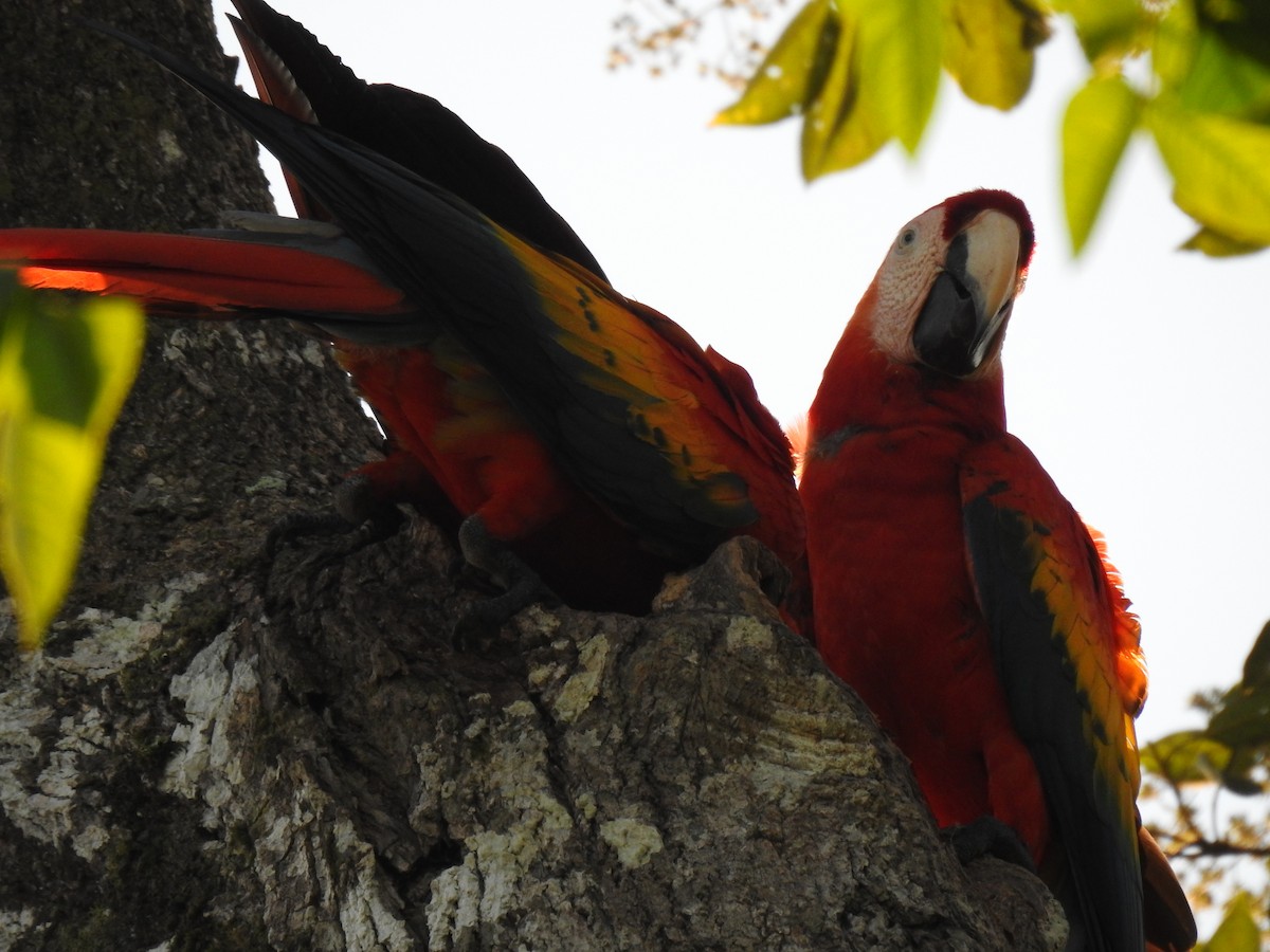Scarlet Macaw - ML613715975
