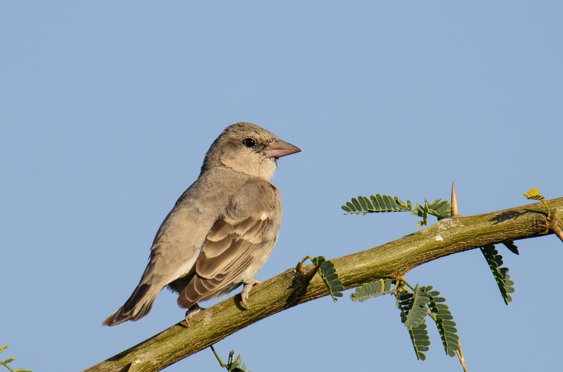 Yellow-throated Sparrow - Sudhir Paul