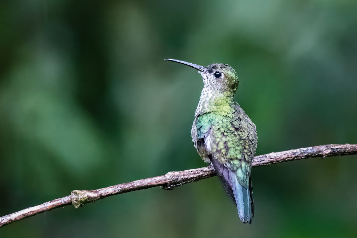 Many-spotted Hummingbird - ML613716275