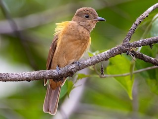 speckled mourner - eBird