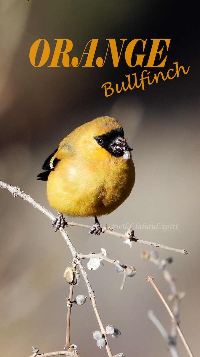 Orange Bullfinch - Shiv  Kumar Lahaul Spiti