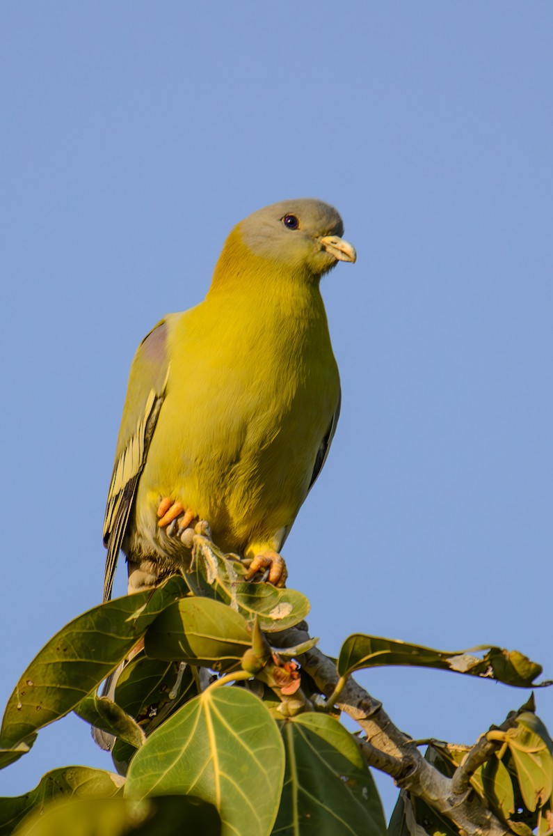 Yellow-footed Green-Pigeon - Sudhir Paul
