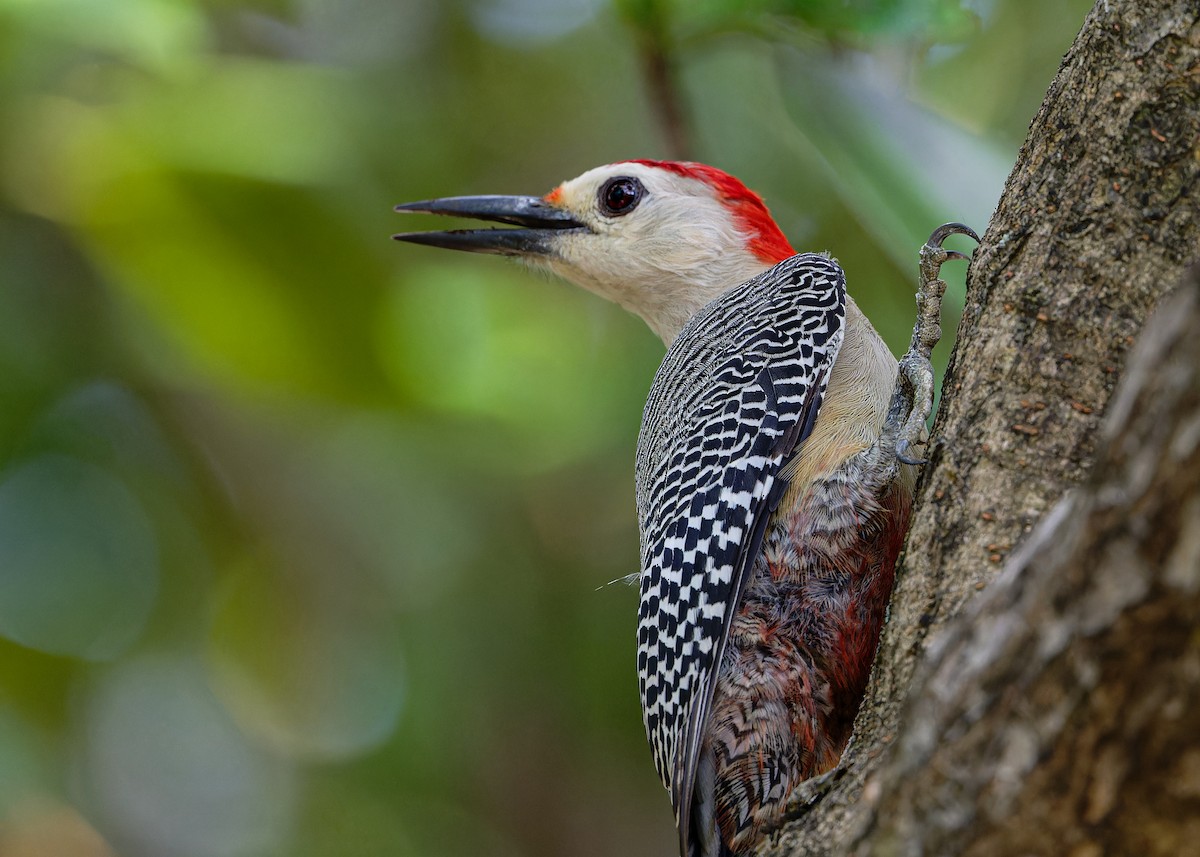 Golden-fronted Woodpecker - ML613716820