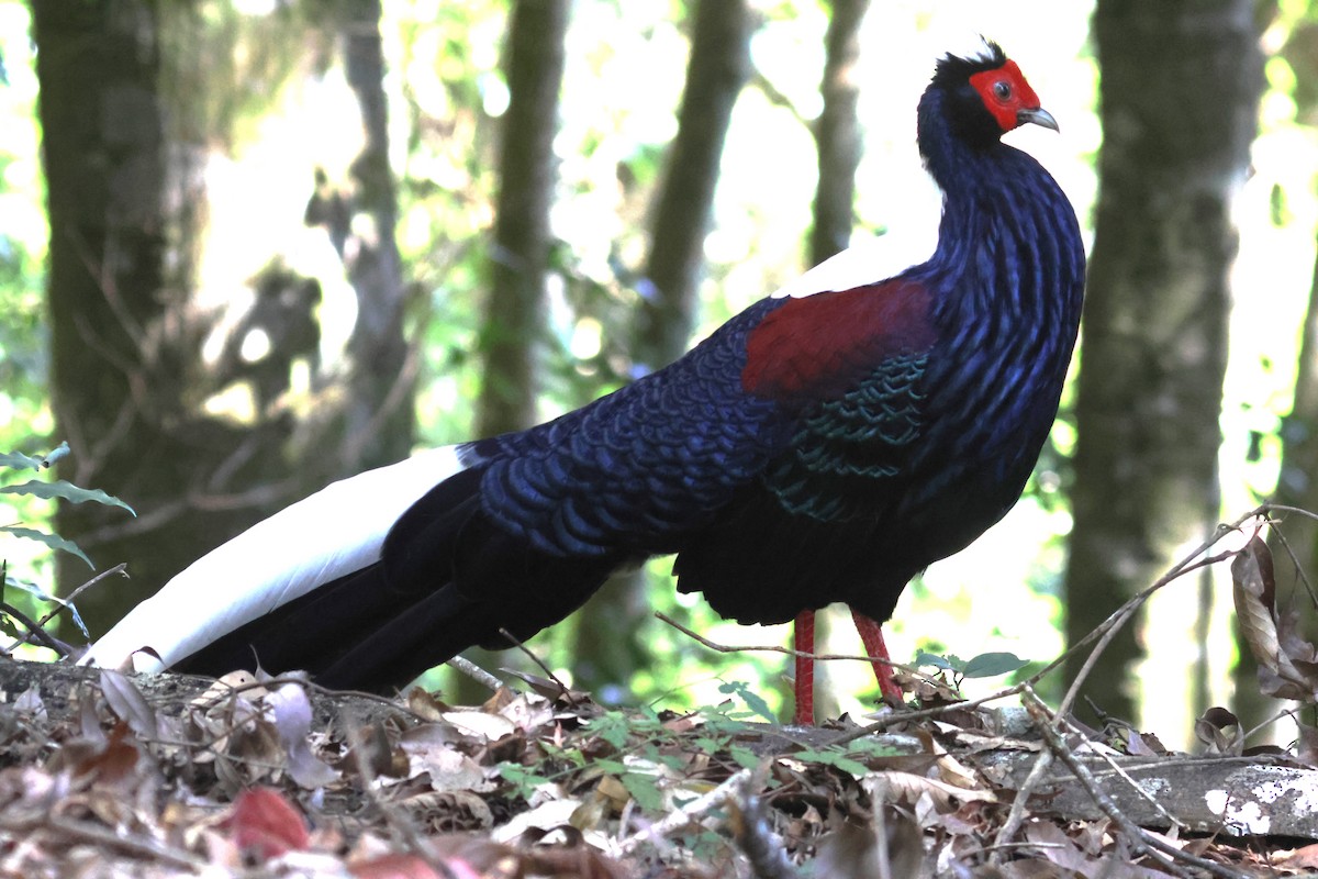 Swinhoe's Pheasant - 尤 俊華