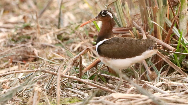 Greater Painted-Snipe - ML613717130