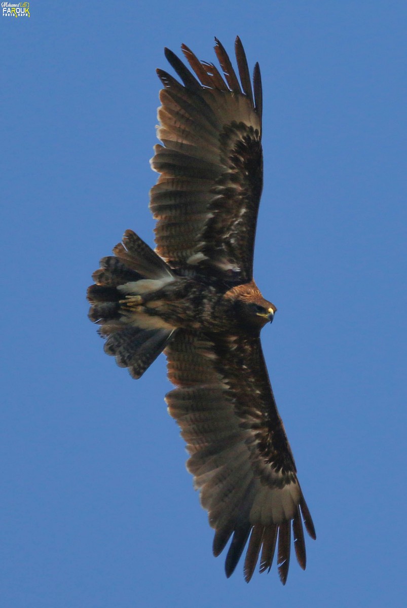 Greater Spotted Eagle - ML613717132