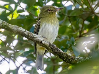 Adult (Southern) - André Adeodato - Aves de Sobral - ML613717215