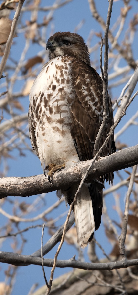 Red-tailed Hawk - ML613717224