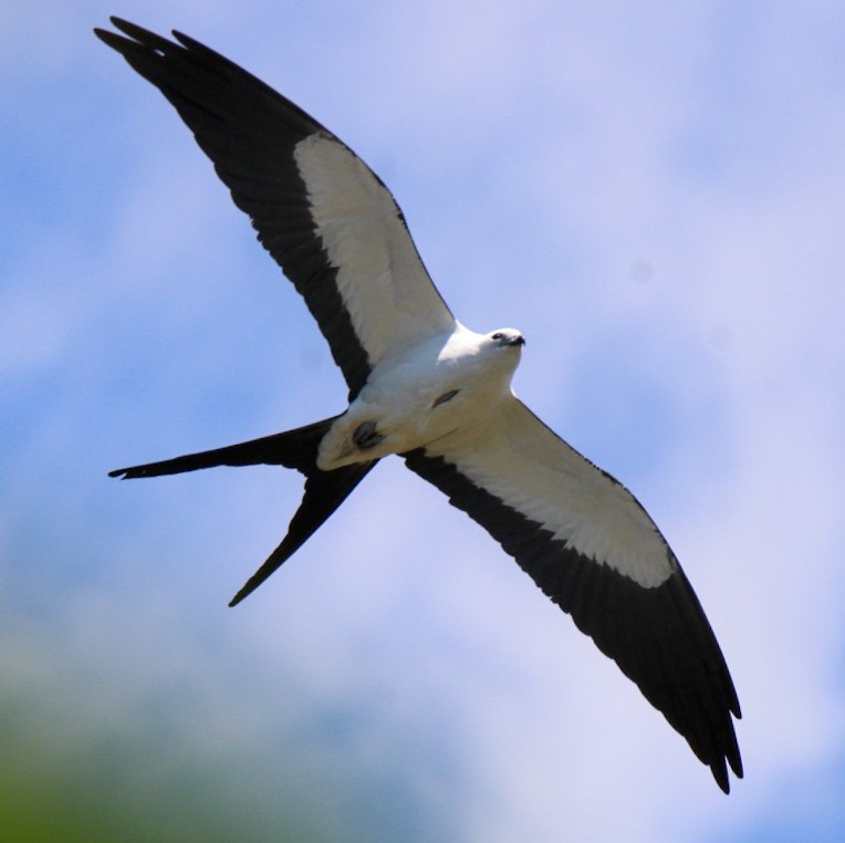 Swallow-tailed Kite - ML613717371