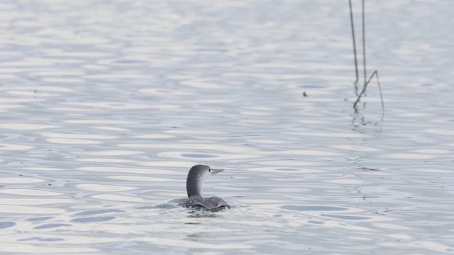 Red-throated Loon - ML613717464