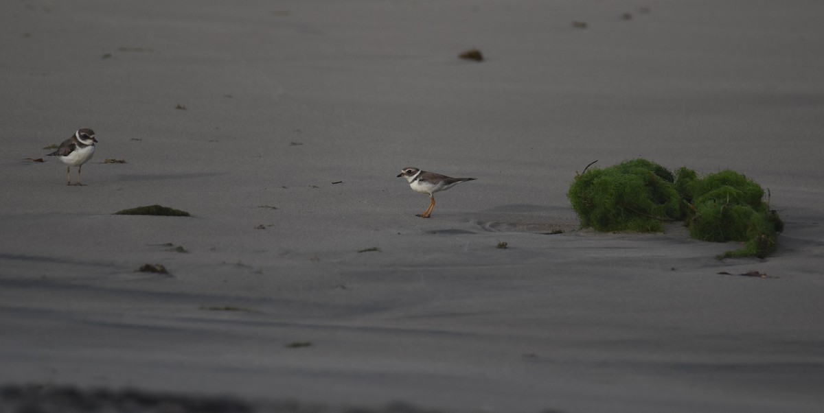 Semipalmated Plover - ML613717466