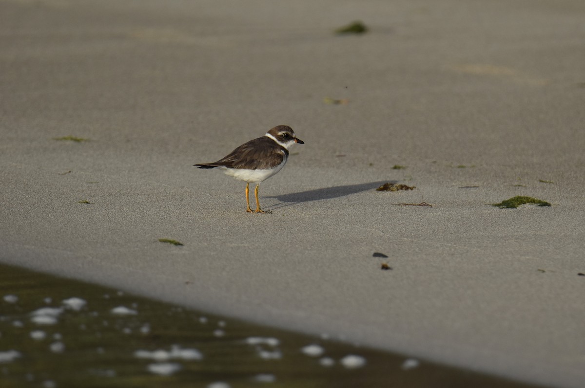 Semipalmated Plover - ML613717467