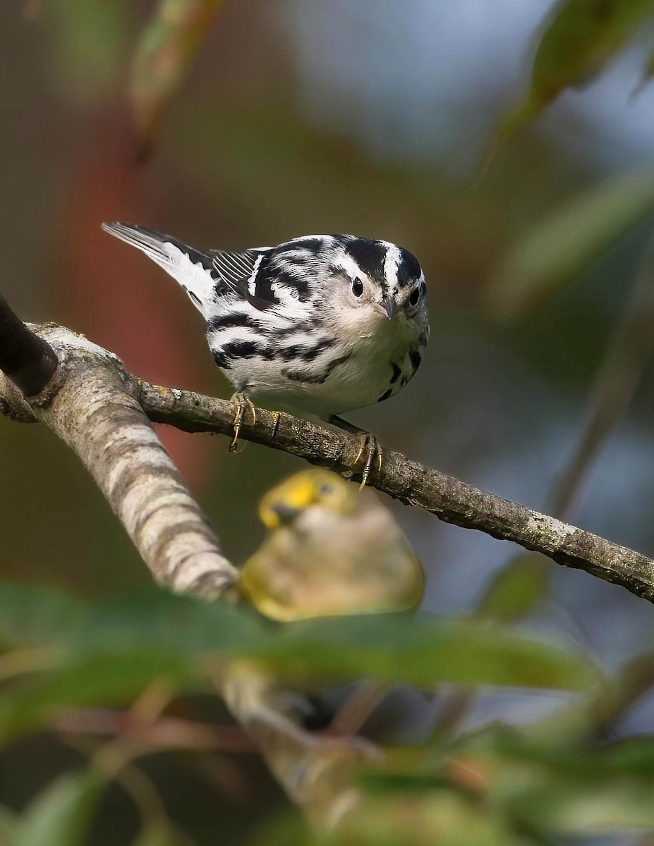 Black-and-white Warbler - ML613717491