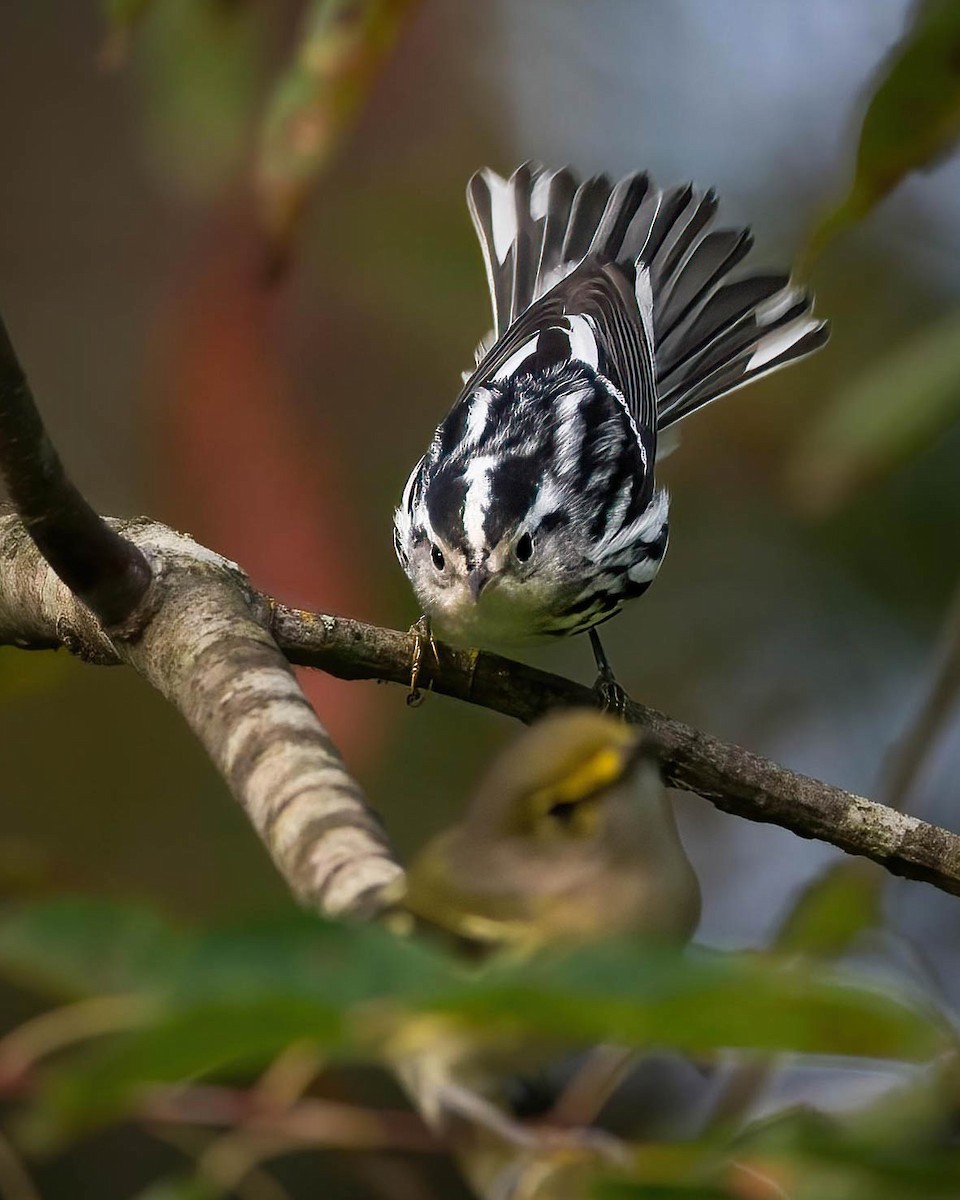 Black-and-white Warbler - ML613717493