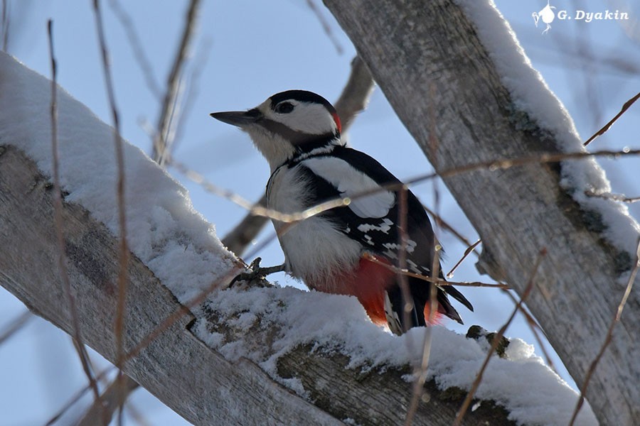 Great Spotted Woodpecker - ML613717501