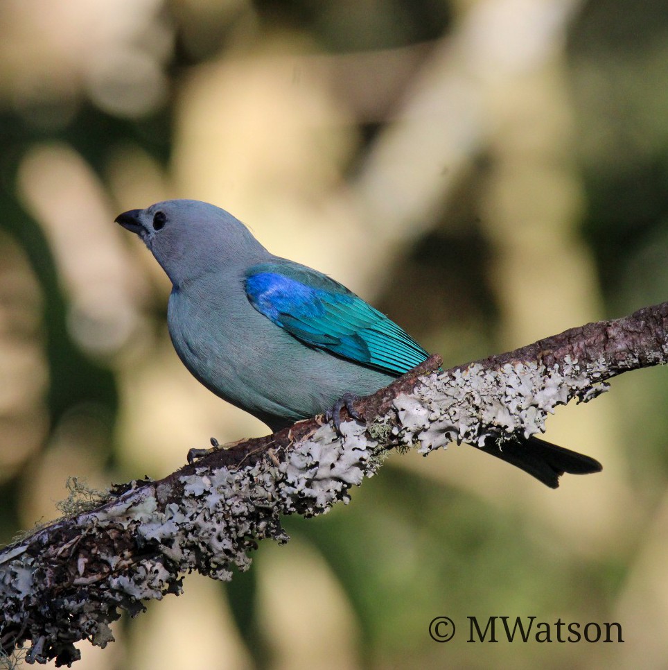 Blue-gray Tanager - ML613717514