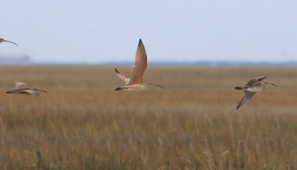 Long-billed Curlew - ML613717709