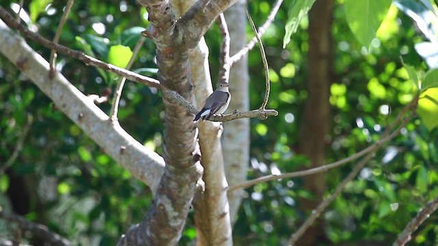 Red-breasted Flycatcher - ML613718220