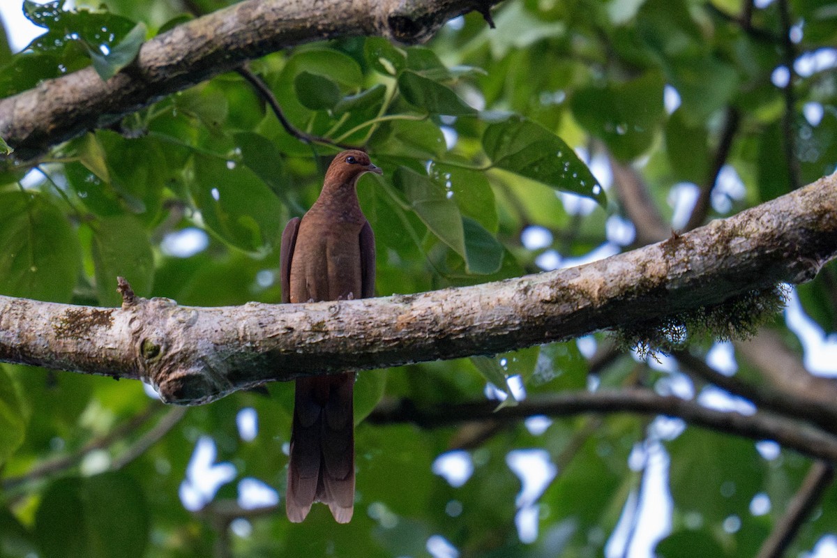Andaman Cuckoo-Dove - ML613718294