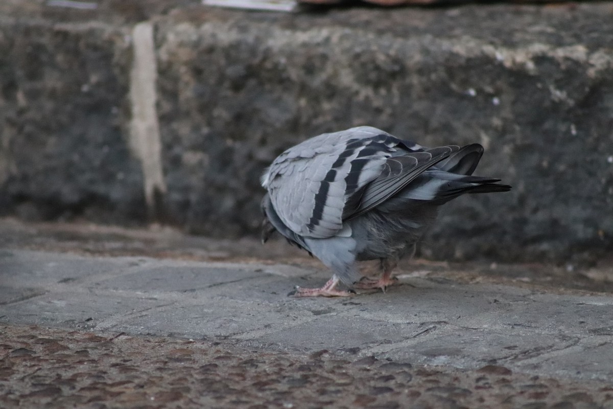 Rock Pigeon (Feral Pigeon) - ML613718298