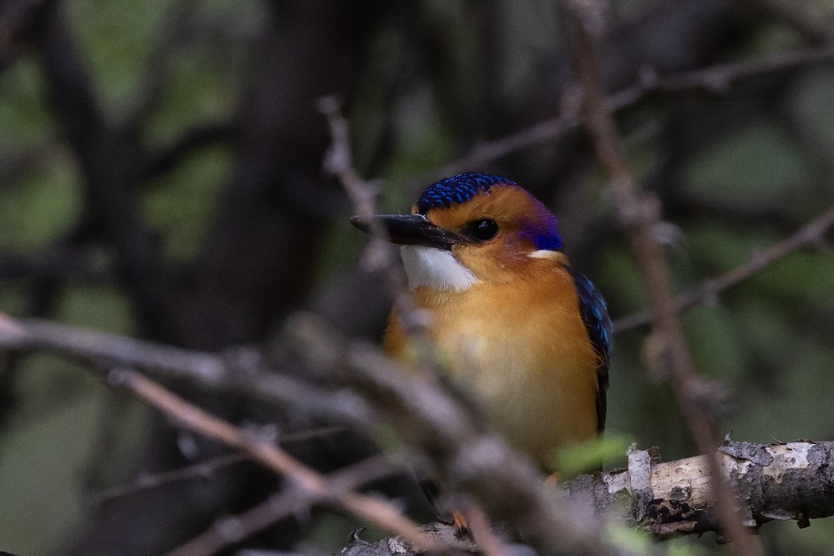 African Pygmy Kingfisher (Southern) - Niall D Perrins