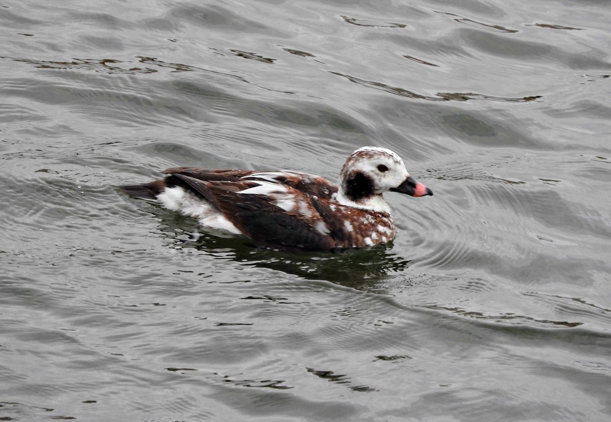 Long-tailed Duck - ML613718453