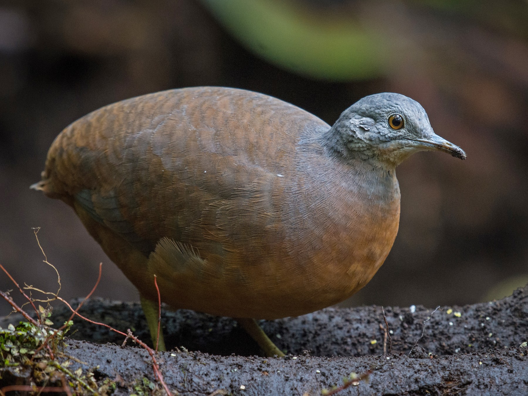 Little Tinamou - Michael  Pasaje Bolaños