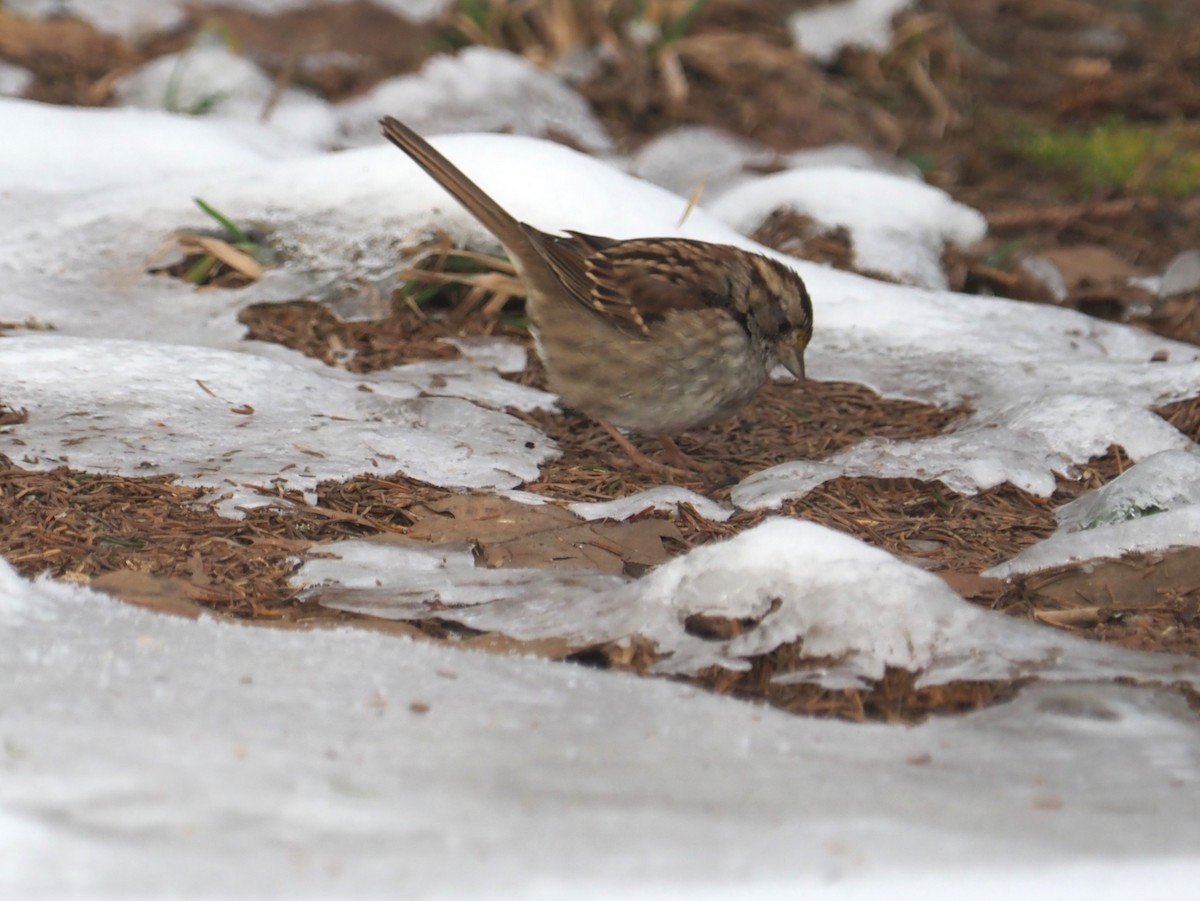 White-throated Sparrow - Bill Bunn