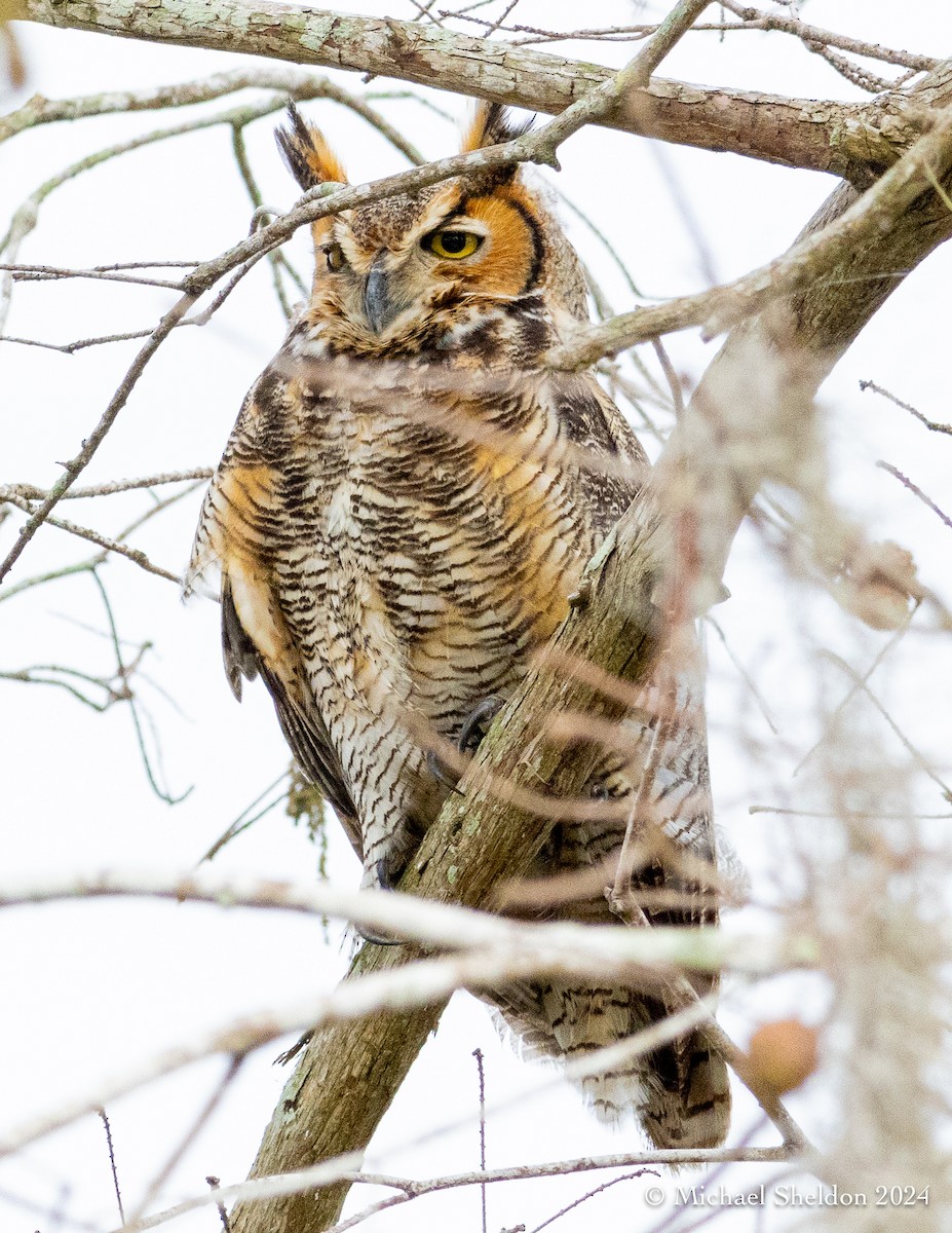Great Horned Owl - ML613718739