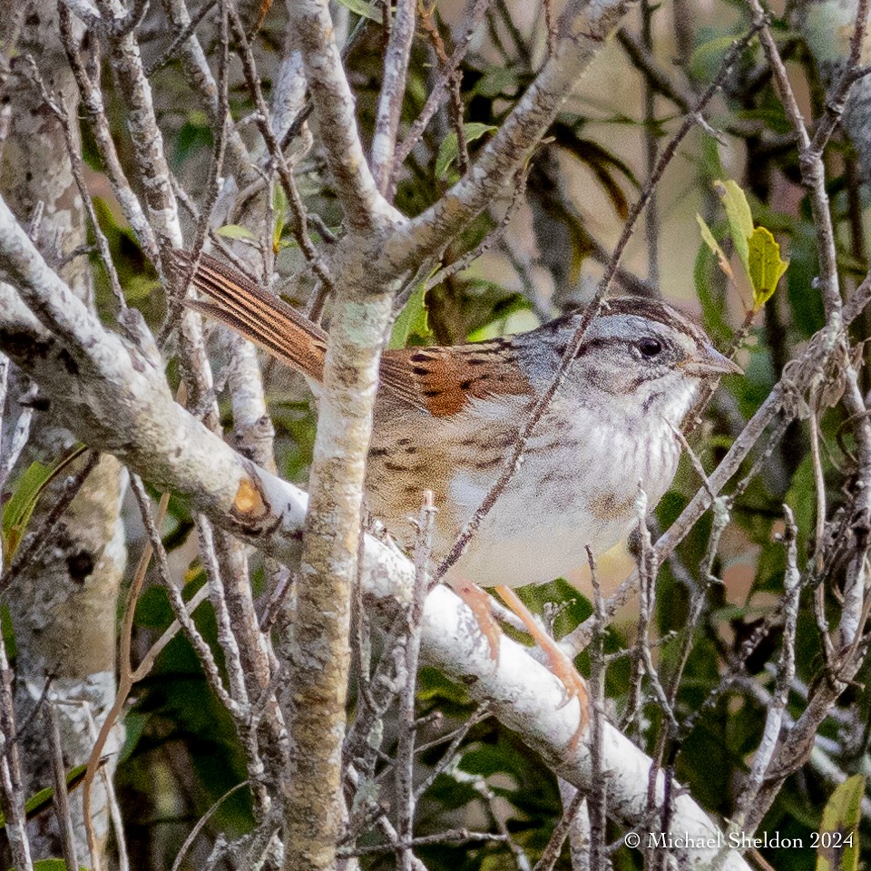 Swamp Sparrow - ML613718751