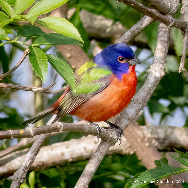 Painted Bunting - ML613718762