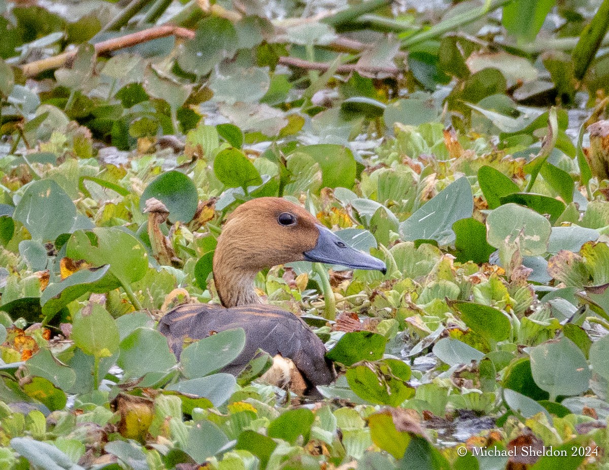Fulvous Whistling-Duck - ML613718785