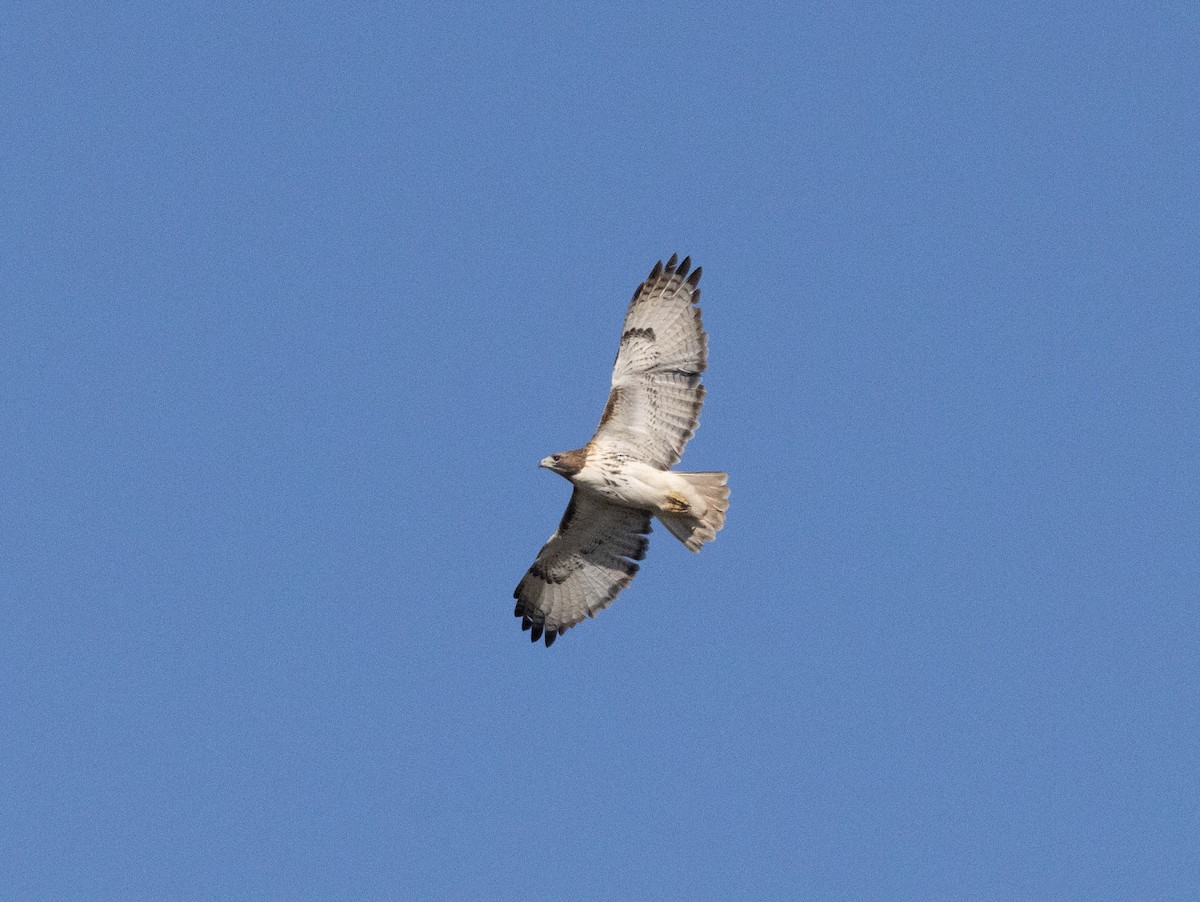 Red-tailed Hawk - ML613718947