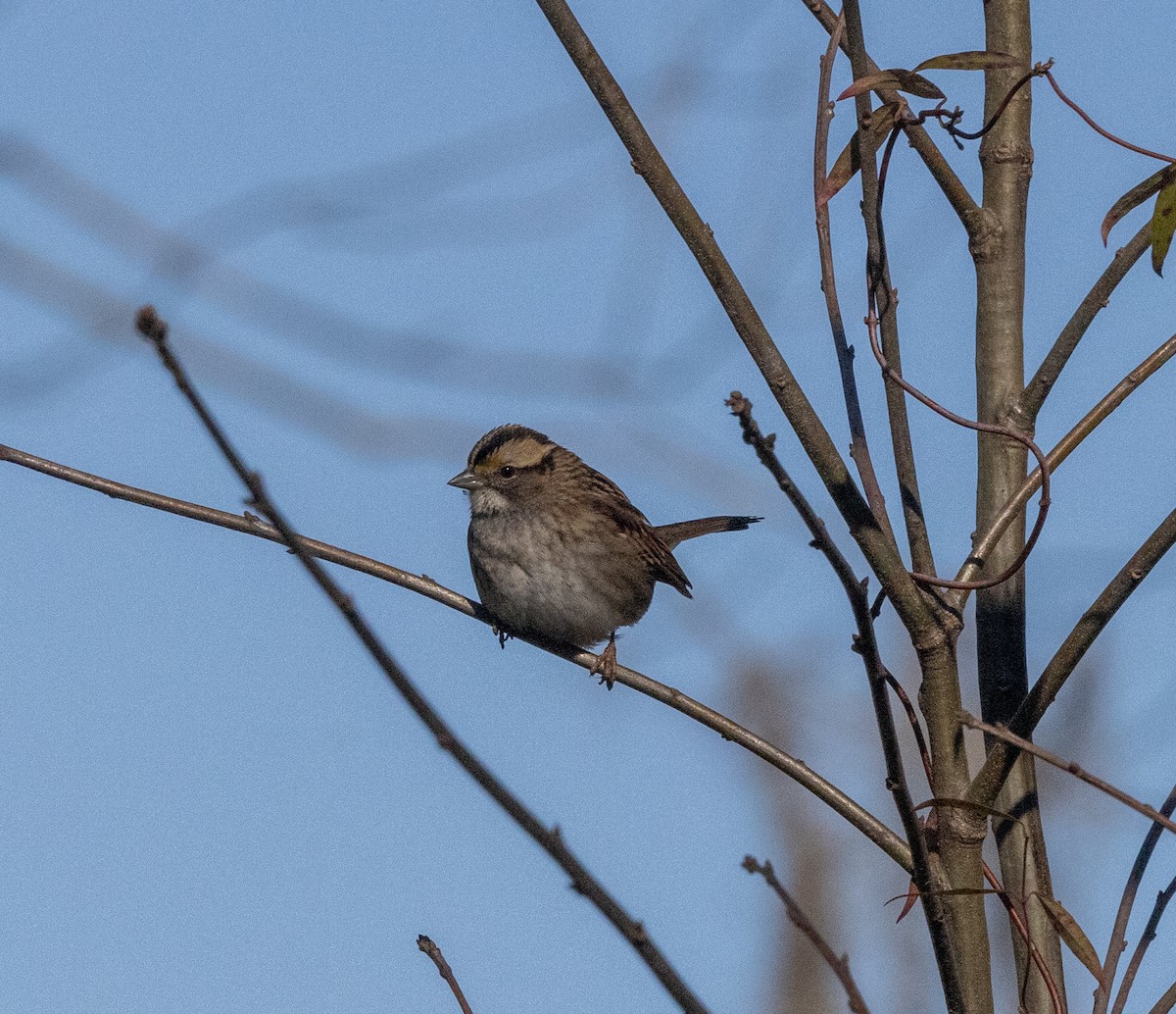 White-throated Sparrow - ML613719029