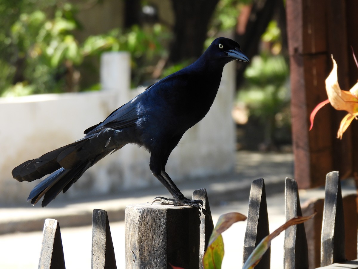 Great-tailed Grackle - ML613719042