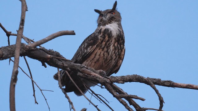 Eurasian Eagle-Owl - ML613719233