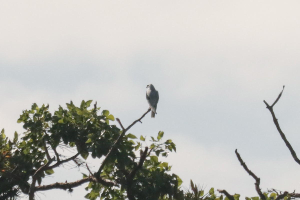 White-tailed Kite - ML613719405