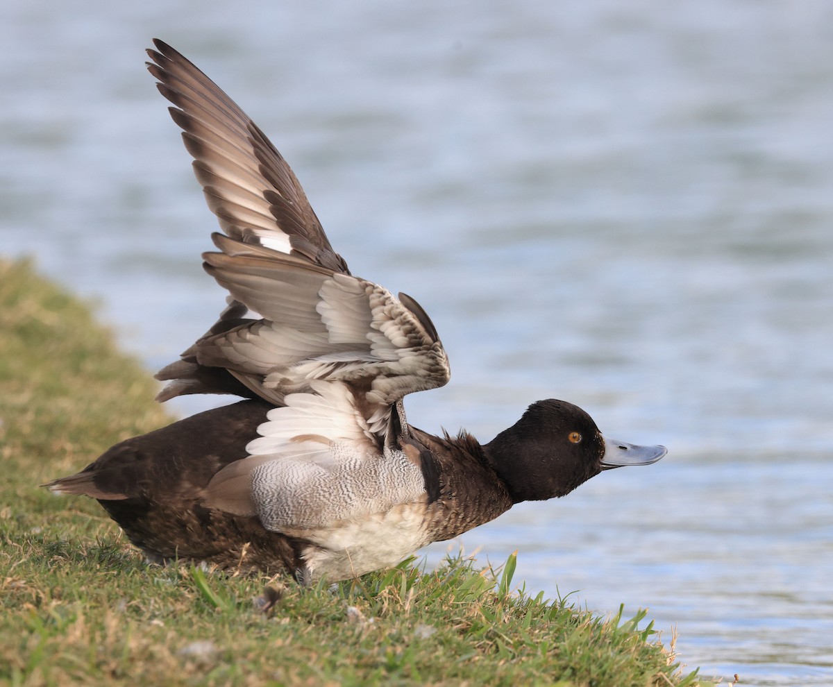 Greater Scaup - ML613719579